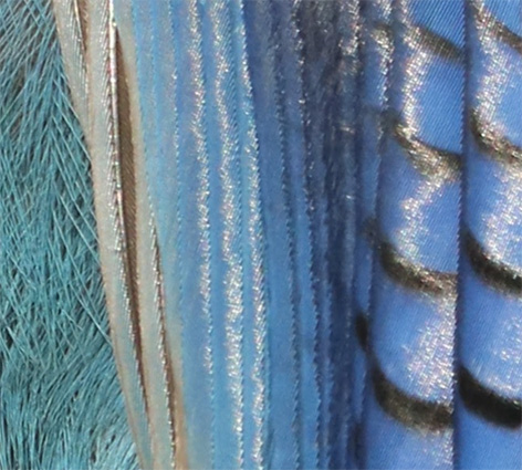 Bird-Feathers-Aspira-Wealth-Victoria-BC