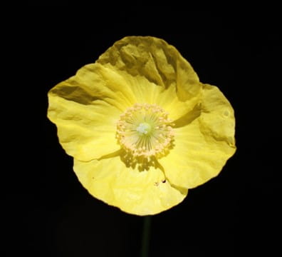 A poppy in full sun against deep shade, Finnerty Gardens, Victoria. Photo by Alex Vozian.