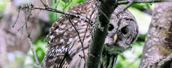 Owl_Uvic_Aspira_Wealth