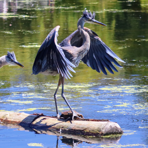 heron-turtle-aspira-wealth-advisor-victoria-bc