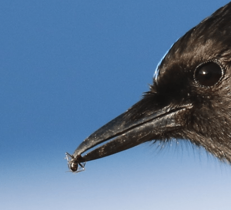 Bird-Ant-Beak-Aspira-Wealth-Victoria-BC