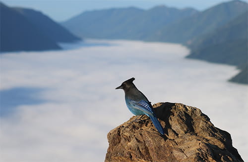 Bird-Landscape-Aspira-Wealth-Victoria-BC