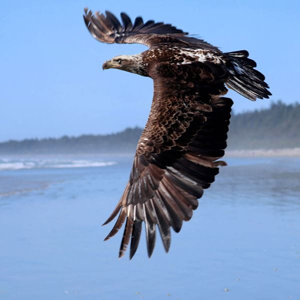 bald-eagle-aspira-wealth-advisor-victoria-BC