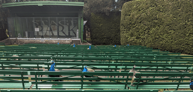 Dozens of peacocks qualified for an early-bird special at the Beacon Hill Park Theatre, Victoria, BC.