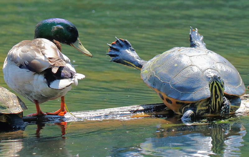 duck-turtle-victoria-bc