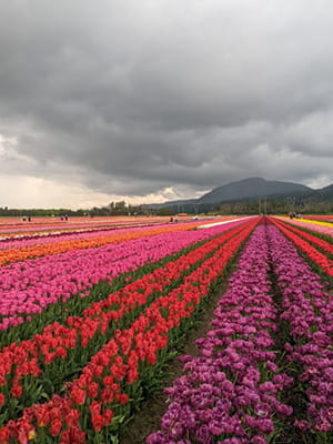 tulip-farm-victoria-bc