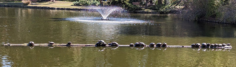 Pond with water fountain.