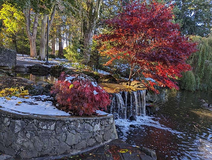 1st snow in Victoria! - Beacon Hill Park, Victoria, BC.