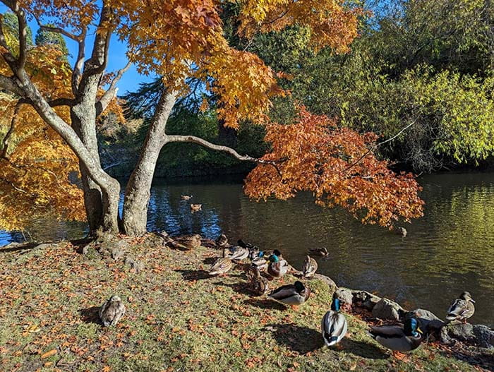 Fall colors at Beacon Hill Park, Victoria, BC.